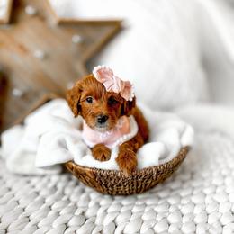 Sarabi - Red  female Goldendoodle puppy in Springville, Utah from Happy Doodle