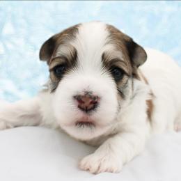 Stitch - Gold sable male Havanese puppy in Hendersonville, North Carolina from Grayfinn House