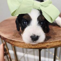 Petunia - Tri-color female Cavapoo puppy in Roseville, California from Heavenly Goldendoodles
