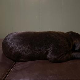 Vette - Brindle female Great Dane puppy in French Creek, West Virginia from Villa-Danes Von Kraus