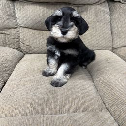 Arti - Black and silver male Miniature Schnauzer puppy in Plaucheville, Louisiana from Honey Doux Southern Paws
