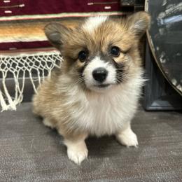 Purple collar girl - Sable female Pembroke Welsh Corgi puppy in Flat Rock, Alabama from Fluffy Butt Acres