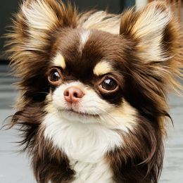 Mason - Chihuahua