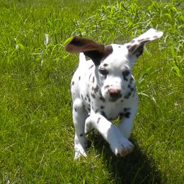Dalmatian Puppies from Matchless Dalmatians