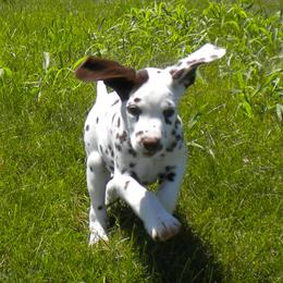 Dalmatian Puppies from Matchless Dalmatians