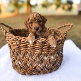 Barley - Red  male Goldendoodle puppy in Russell Springs, Kentucky from Milk & Honey Doodles