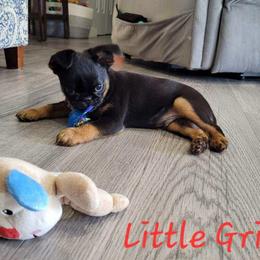 Brussels Griffon Puppies from Little Griffons