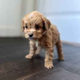 Cockapoo Puppies from East St. Poodles & Doodles