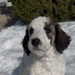 Joy - Parti female Poodle puppy in Denton, Maryland from Cajun Girl Kennels