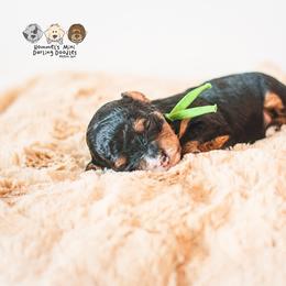Bernedoodle and Goldendoodle Puppies from Hommel’s Mini Darling Doodles