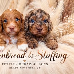 Goldendoodle puppies from Posh Paws Puppies