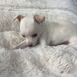 Aurelia - Cream female Chihuahua puppy in West Richland, Washington from PNW PAWS