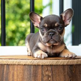 Belgian Malinois and French Bulldog Puppies from Hershel's
