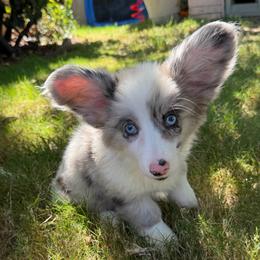 Silver mist - Blue merle and white female Cardigan Welsh Corgi puppy in San Diego ,Ca, California from SoCal Native Corgis