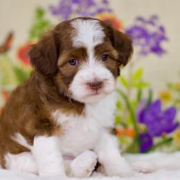 Jellyfish - Brown and white female Bernedoodle puppy in Queen Creek, Arizona from Dulcito Doodles