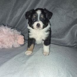 Nova - Black tri female Toy Australian Shepherd puppy in Humansville, Missouri from Tater Tot aussies