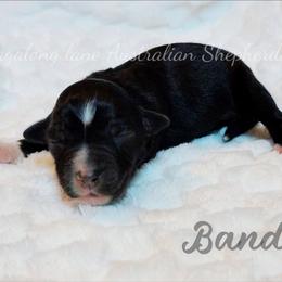 Bandit - Black & white male Miniature Australian Shepherd puppy in Muskogee, Oklahoma from Tagalong Lane Australian shepherds