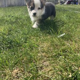 Pembroke Welsh Corgi Puppies from Maria's Pembroke Welsh Corgis