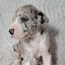 Great Danes from Garden Grove Great Danes