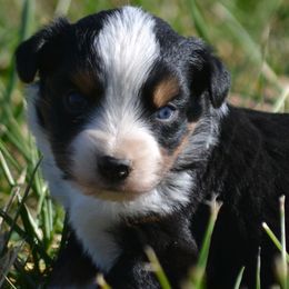 Black Tri Female - 3 - Black tri female Miniature Australian Shepherd puppy in Gravette, Arkansas from DiamondR Mini Aussies @ DiamondR Farm & Kennel