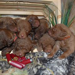 Chesapeake Bay Retriever and Great Dane Puppies from Desert Oasis Kennels