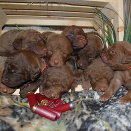 Chesapeake Bay Retriever and Great Dane Puppies from Desert Oasis Kennels