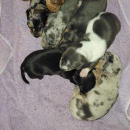 Peanut - Piebald male Dachshund puppy in Indianapolis, Indiana from wiggly weenies