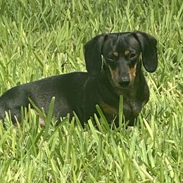 Penny - Dachshund