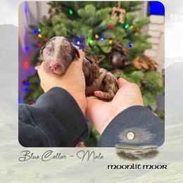 Moonlit Moor - Blue Collar - Merle male Goldendoodle puppy in Garland, Texas from Twilight Doodles