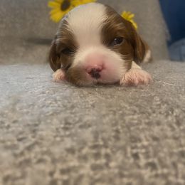 Sequoia - Blenheim Cavalier King Charles Spaniel puppy in Sandy, Utah from Wasatch Cavaliers