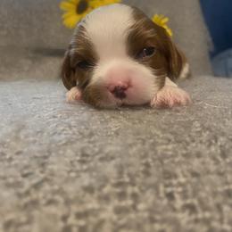 Sequoia - Blenheim Cavalier King Charles Spaniel puppy in Sandy, Utah from Wasatch Cavaliers