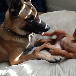 Rhodesian Ridgeback Puppies from Fawn Millette