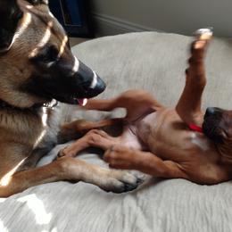 Rhodesian Ridgeback Puppies from Fawn Millette