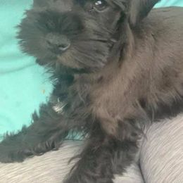 Miniature Schnauzers from The Cookie Kennel