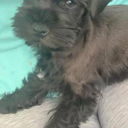 Miniature Schnauzers from The Cookie Kennel