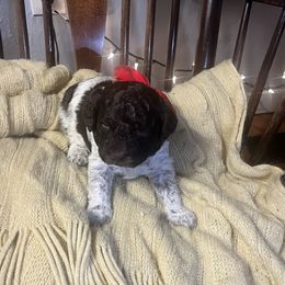 Girl 1 - Lagotto Romagnolo puppy from Sherlyn Kennels