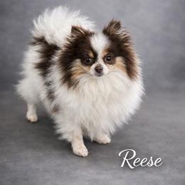 Reese - Pomeranian