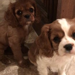Cavalier King Charles Spaniel Puppies from Hidden Creek Cavaliers