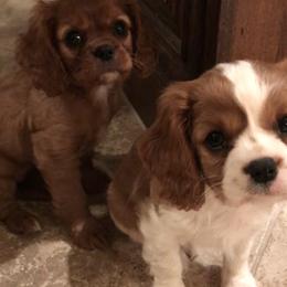 Cavalier King Charles Spaniel Puppies from Hidden Creek Cavaliers