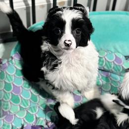 Shrimp - Black and white male Chinese Crested puppy in New Smyrna Beach, Florida from FronkLinn Kennel