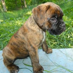 Boxer Puppies from Boxers vom Norden