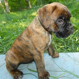 Boxer Puppies from Boxers vom Norden