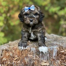 Cavapoo and Cockapoo Puppies from Heavenly puppies to love