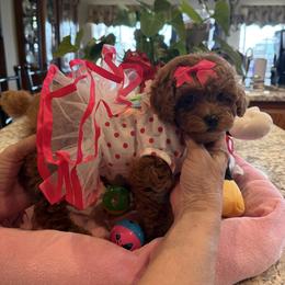 Bella - Red  female Poodle puppy in Bakersfield, California from Mary Gorgeous Poodles
