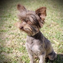 Max - Yorkshire Terrier