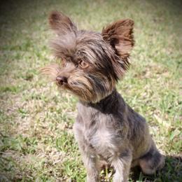 Max - Yorkshire Terrier