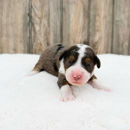 Ranger - Blue merle male Bernedoodle puppy in Wamego, Kansas from Doodles of Oz