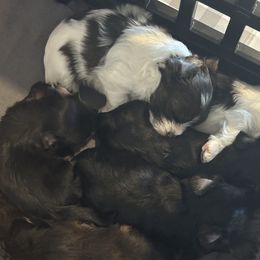 Companion Cross Puppies from Yorkies from the heart