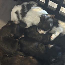 Companion Cross Puppies from Yorkies from the heart