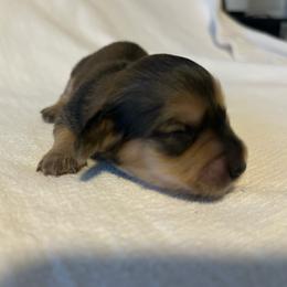 Curley (shaded cream) - Cream male Dachshund puppy in Sebring, Florida from Mini Weenies